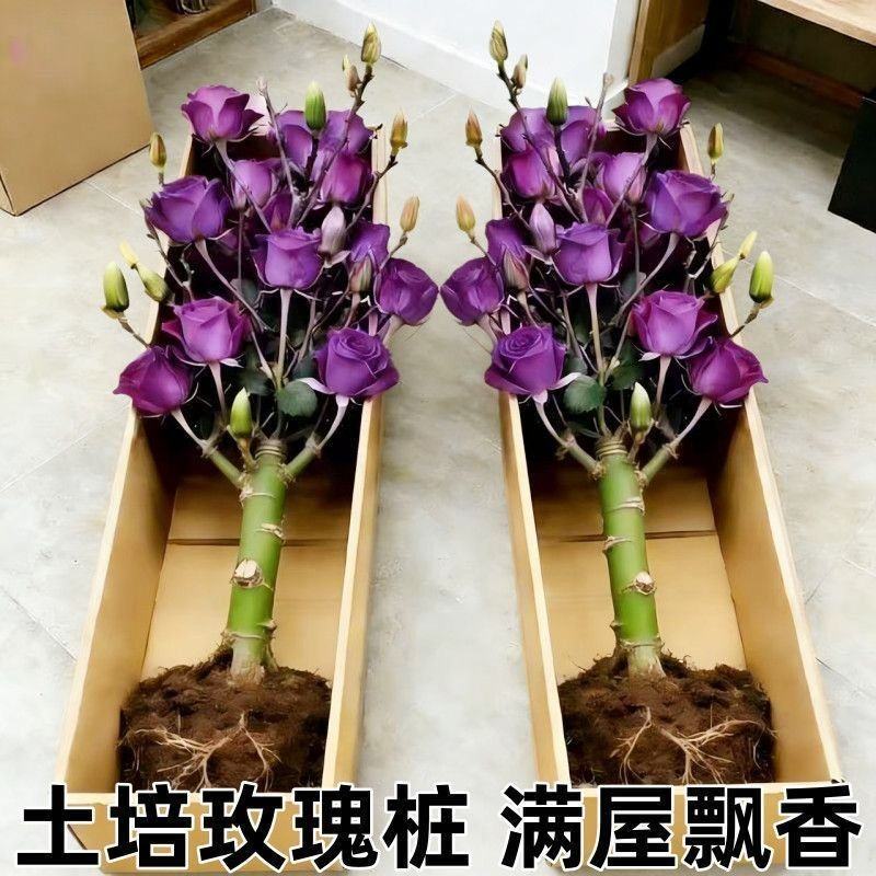 苏格兰黄油玫瑰花月季花苗特大切花盆栽四季庭院阳台花卉