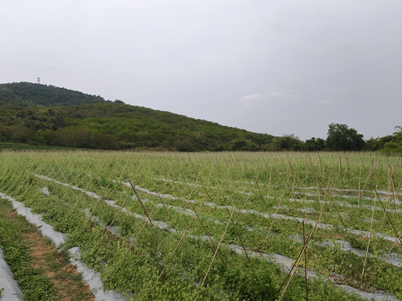 【推荐】海南畅销拇指西瓜，万亩基地，产地直发