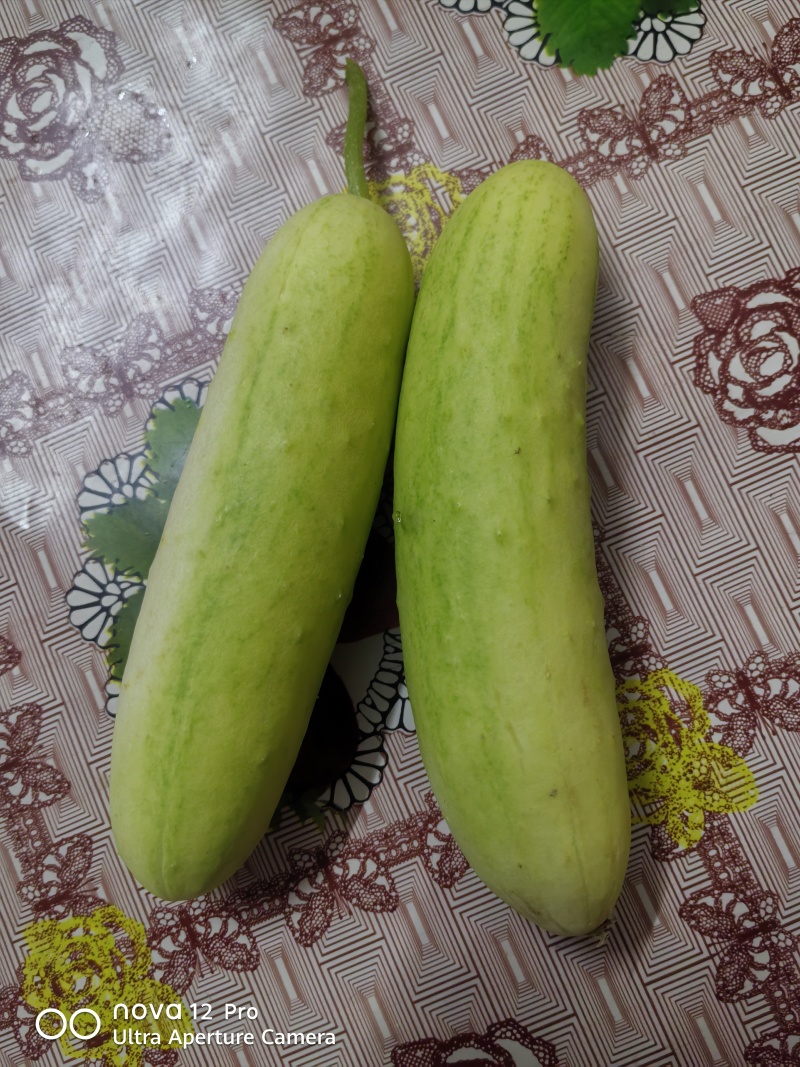 水果黄瓜
