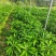 正宗嫁接苗耀堂仙桃四季果苗嫁接鸡蛋盆栽果树当年种植鸡蛋果