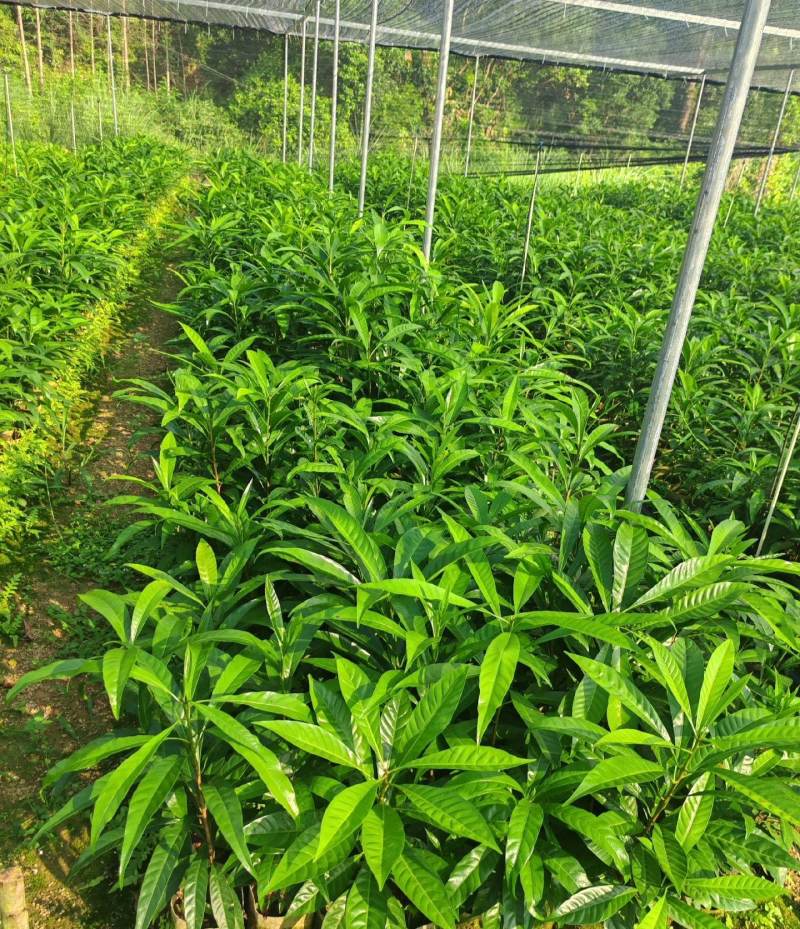 正宗嫁接苗耀堂仙桃四季果苗嫁接鸡蛋盆栽果树当年种植鸡蛋果