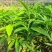正宗嫁接苗耀堂仙桃四季果苗嫁接鸡蛋盆栽果树当年种植鸡蛋果