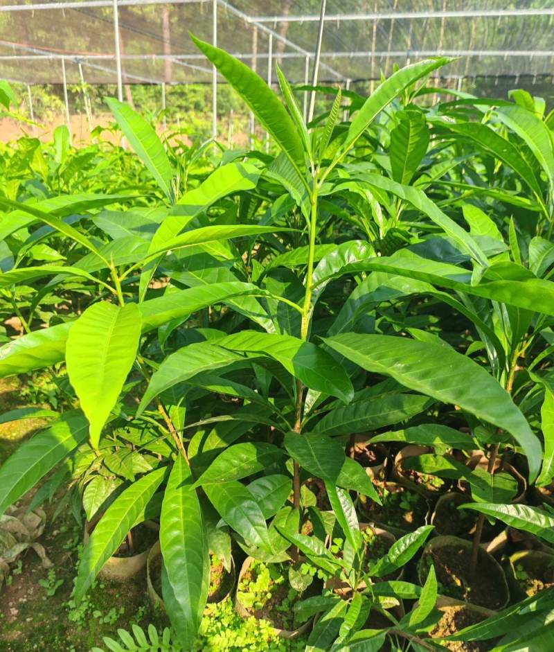 正宗嫁接苗耀堂仙桃四季果苗嫁接鸡蛋盆栽果树当年种植鸡蛋果