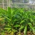 正宗嫁接苗耀堂仙桃四季果苗嫁接鸡蛋盆栽果树当年种植鸡蛋果