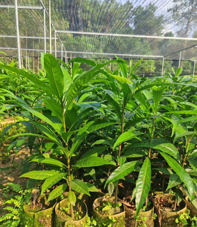 正宗嫁接苗耀堂仙桃四季果苗嫁接鸡蛋盆栽果树当年种植鸡蛋果