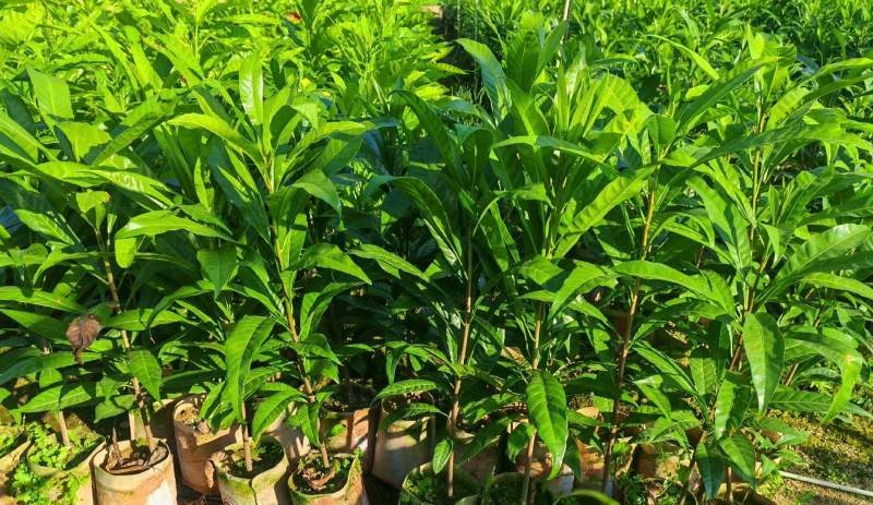 正宗嫁接苗耀堂仙桃四季果苗嫁接鸡蛋盆栽果树当年种植鸡蛋果