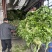 宁波青雪菜发往天津、河北、杭州、常州、苏州！nn绿根