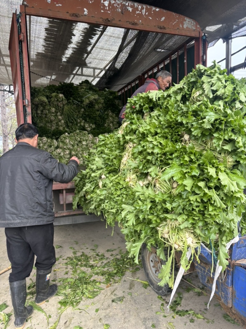 宁波青雪菜发往天津、河北、杭州、常州、苏州！nn绿根