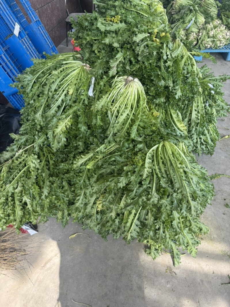 宁波青雪菜发往天津、河北、杭州、常州、苏州！nn绿根