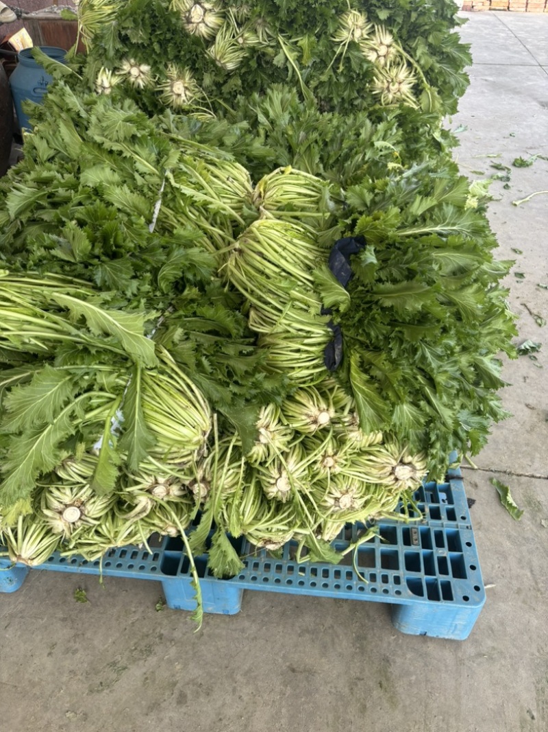 宁波青雪菜发往天津、河北、杭州、常州、苏州！nn绿根