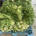 宁波青雪菜发往天津、河北、杭州、常州、苏州！nn绿根