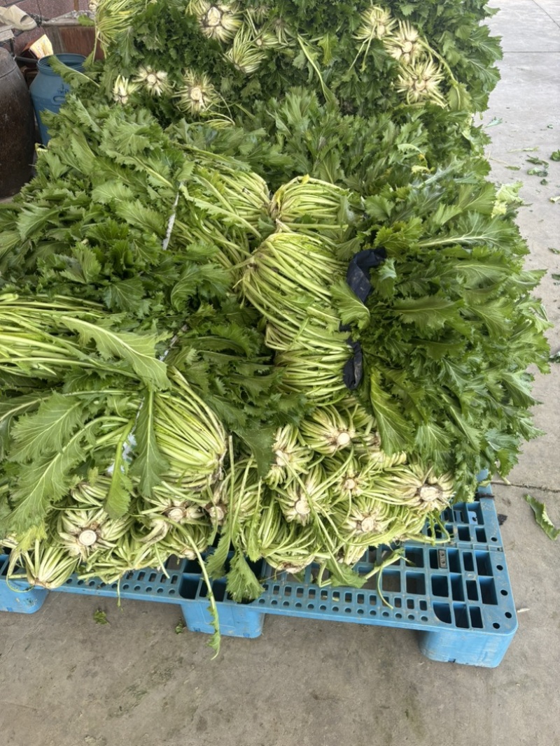 宁波青雪菜发往天津、河北、杭州、常州、苏州！nn绿根