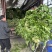 宁波青雪菜发往天津、河北、杭州、常州、苏州！nn绿根