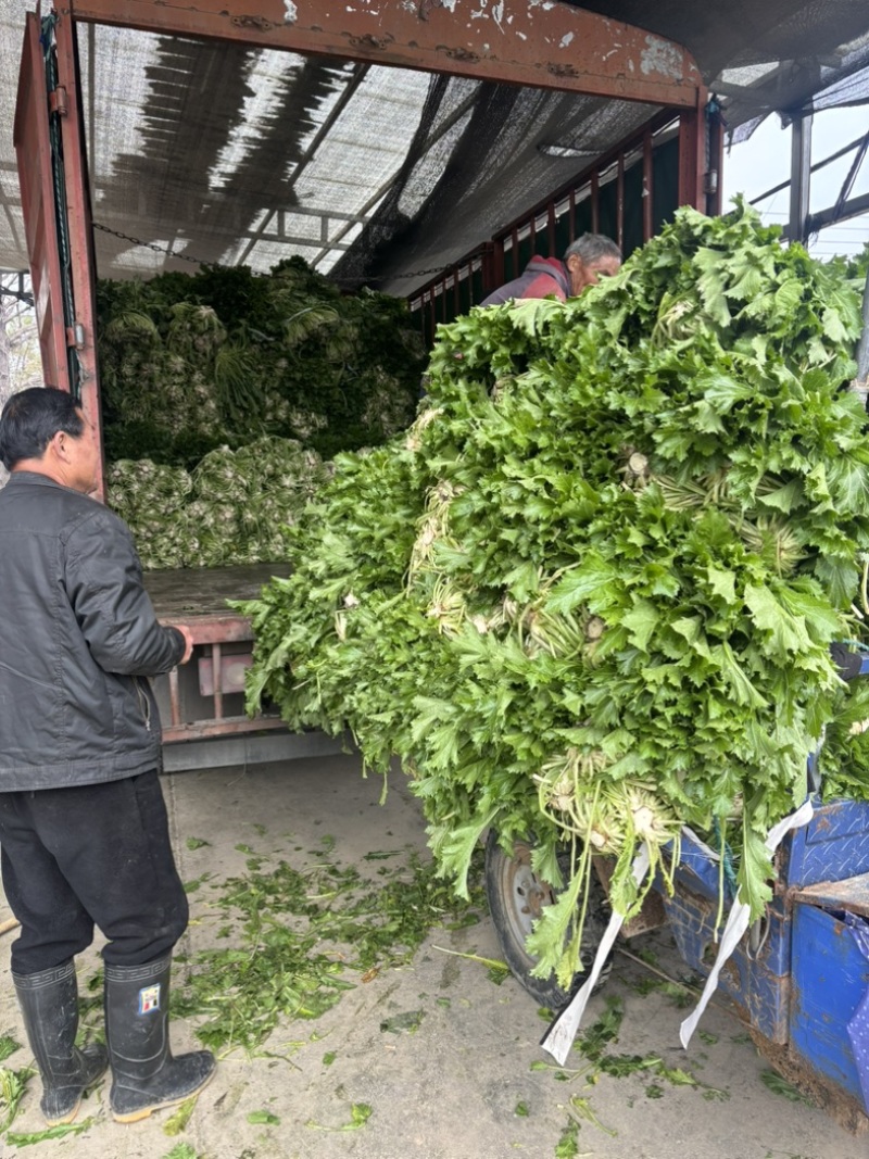 宁波青雪菜发往天津、河北、杭州、常州、苏州！nn绿根