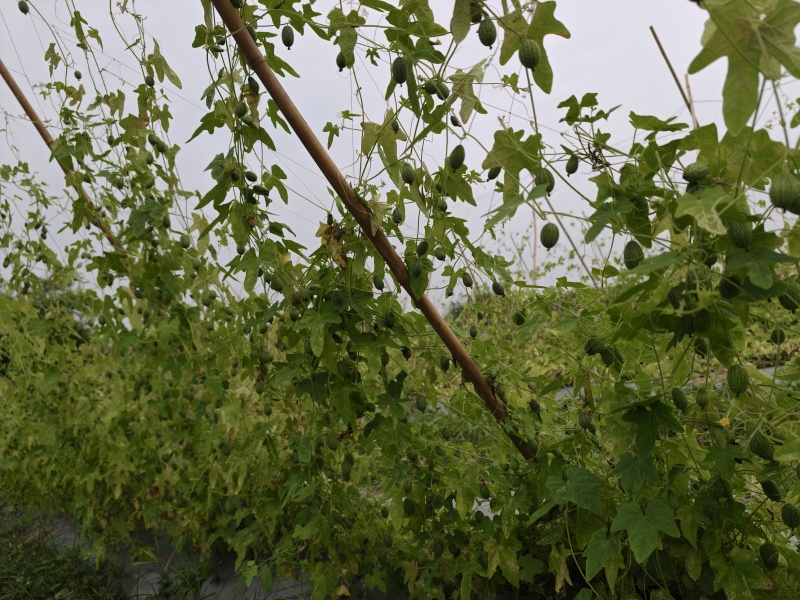 【推荐】海南畅销拇指西瓜，万亩基地，产地直发