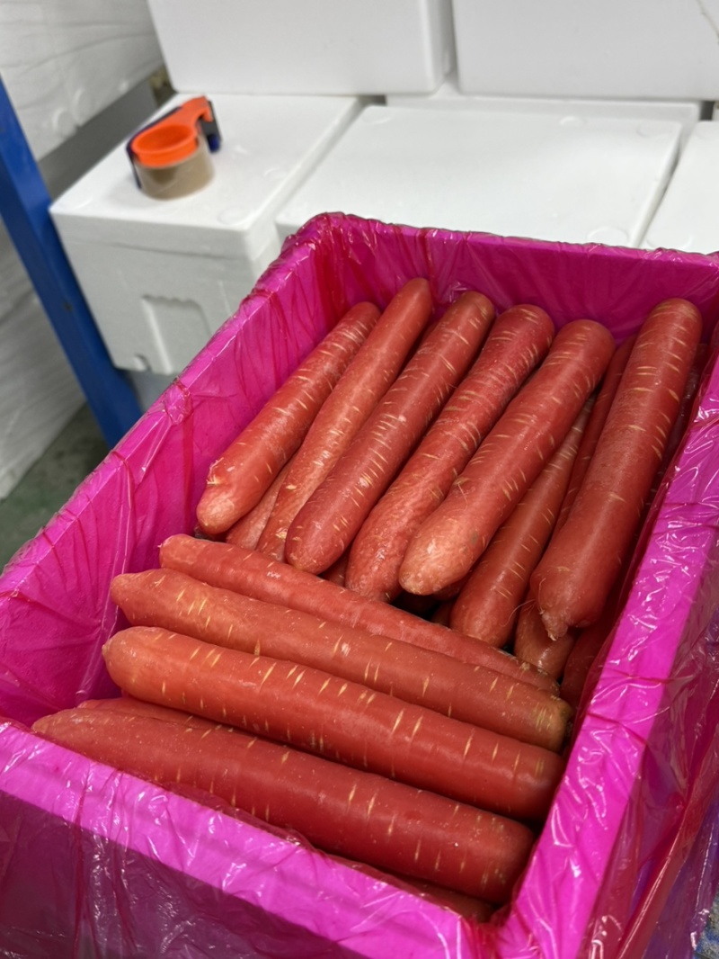 红萝卜产地精品工厂一手货源供应新鲜水果红萝卜欢迎批发