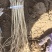 甘肃岷县原产地精品党参苗