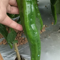精品尖椒15cm-22cm，全国发货，保质保量，可视频看货