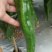 精品尖椒15cm-22cm，全国发货，保质保量，可视频看货