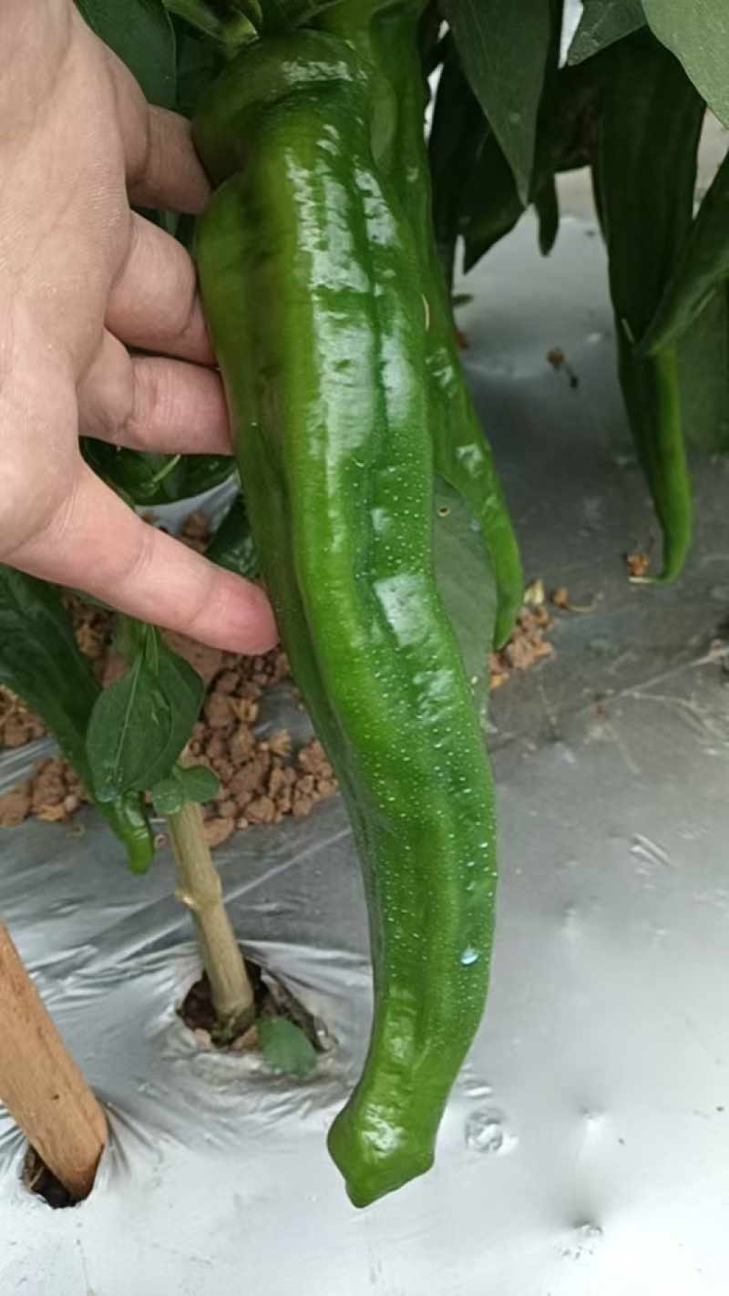 精品尖椒15cm-22cm，全国发货，保质保量，可视频看货