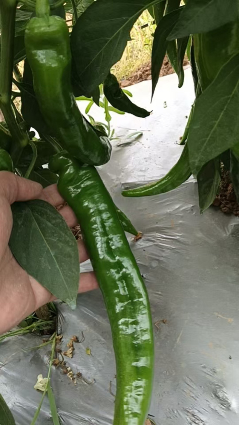 精品尖椒15cm-22cm，全国发货，保质保量，可视频看货