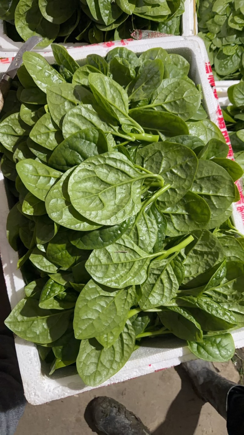 精品木耳菜紫角叶