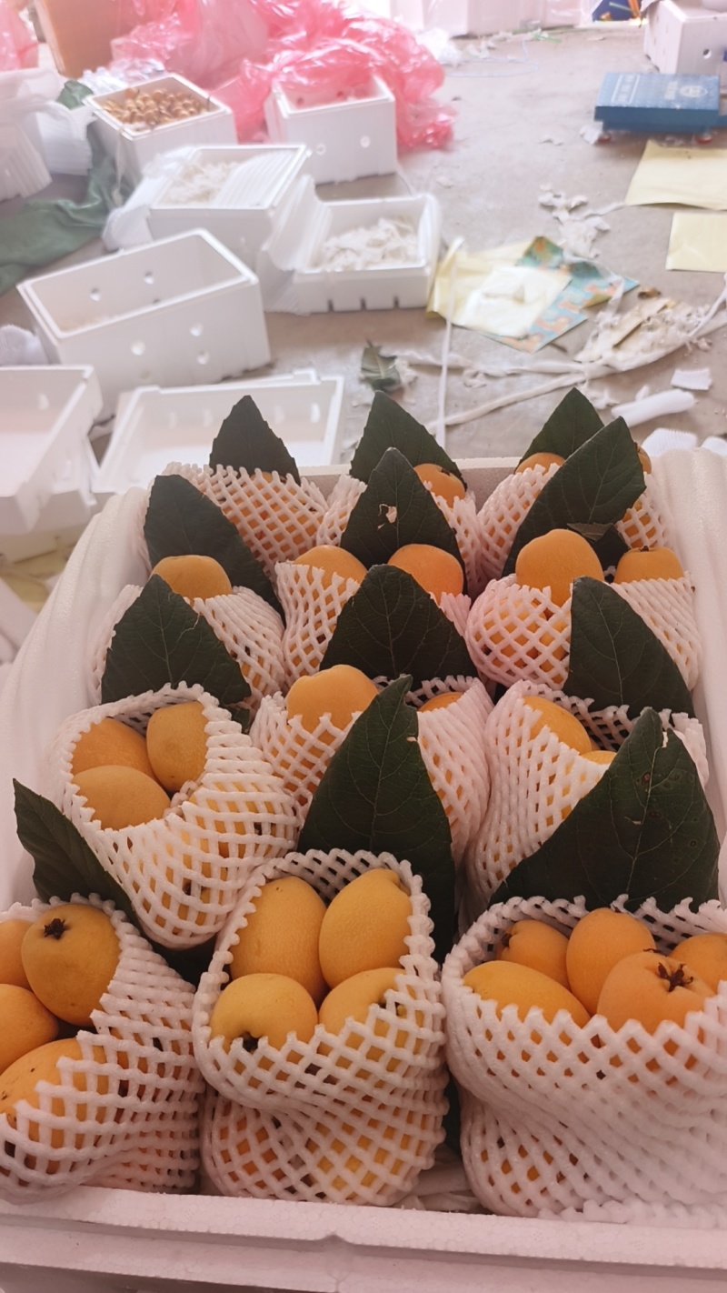 枇杷