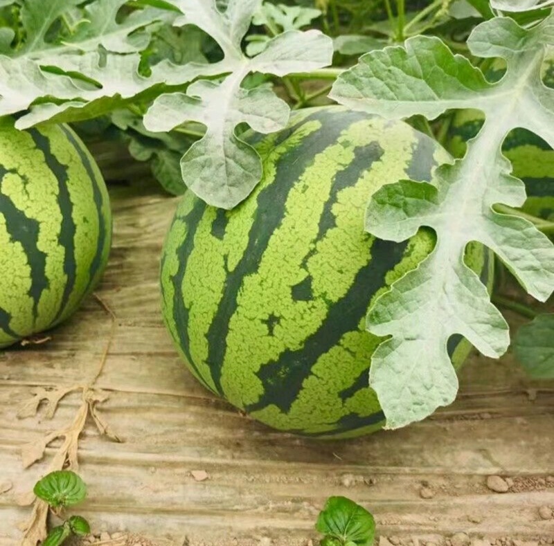 夏邑产区精品711无籽西瓜