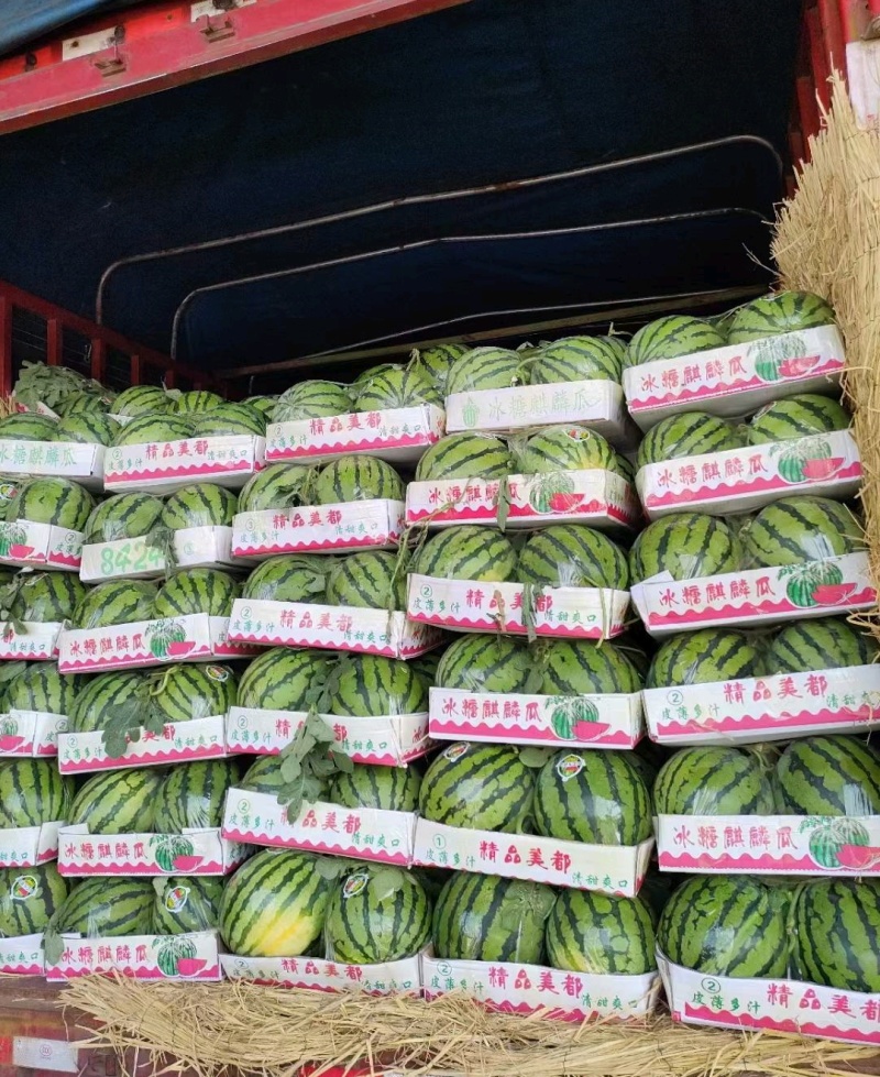 夏邑产区精品711无籽西瓜
