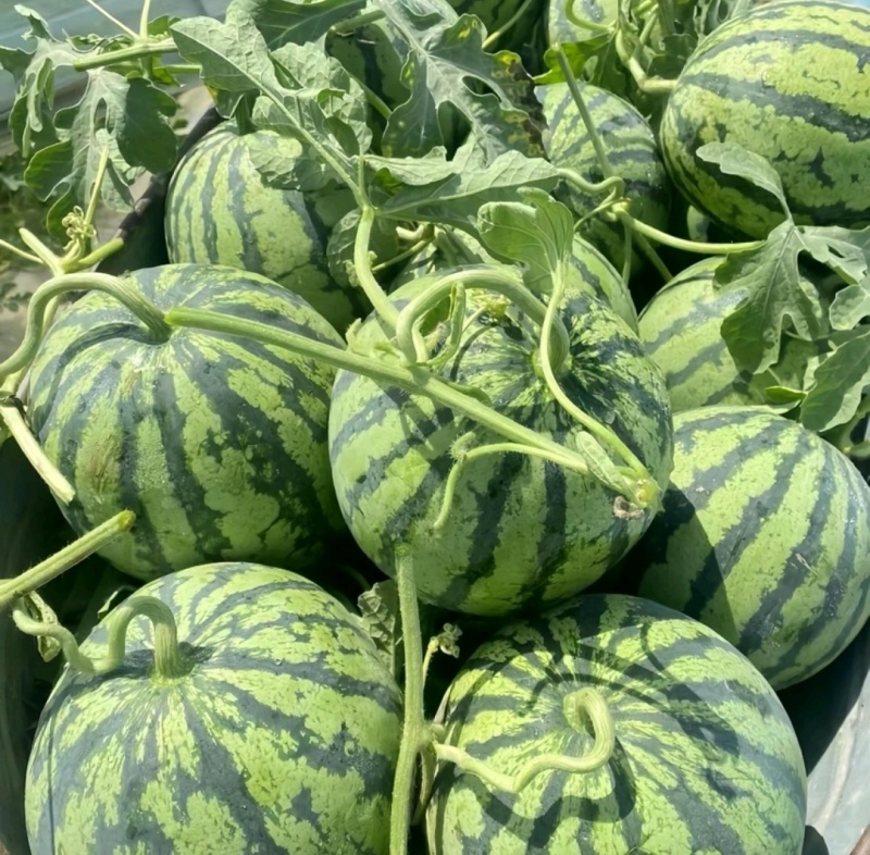 夏邑产区精品711无籽西瓜