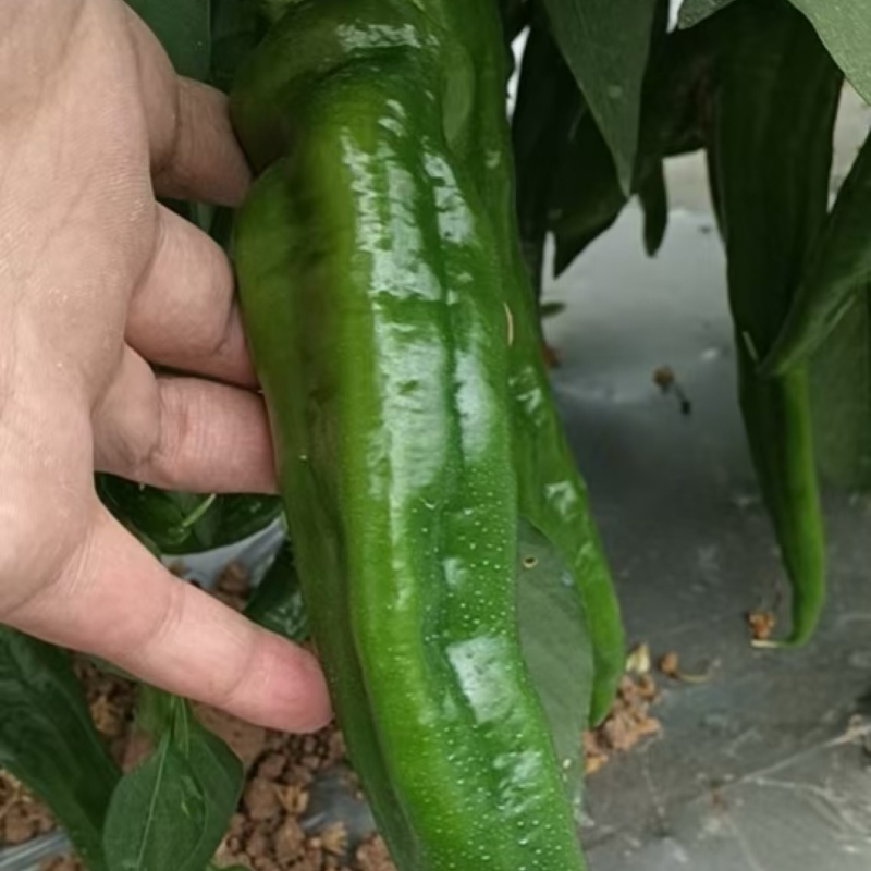 精品尖椒15cm-22cm，全国发货，保质保量，可视频看货