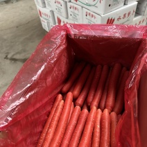 红萝卜产地精品工厂一手货源供应新鲜水果红萝卜欢迎批发