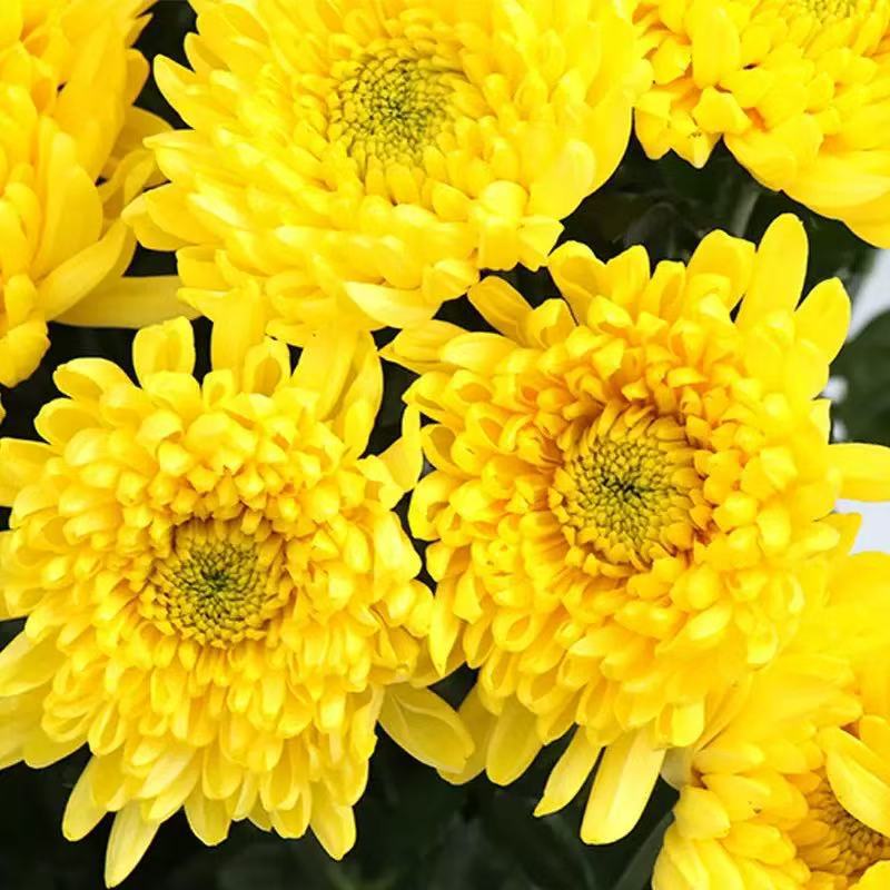 批发新鲜白菊黄菊自家基地种植，现采现发。