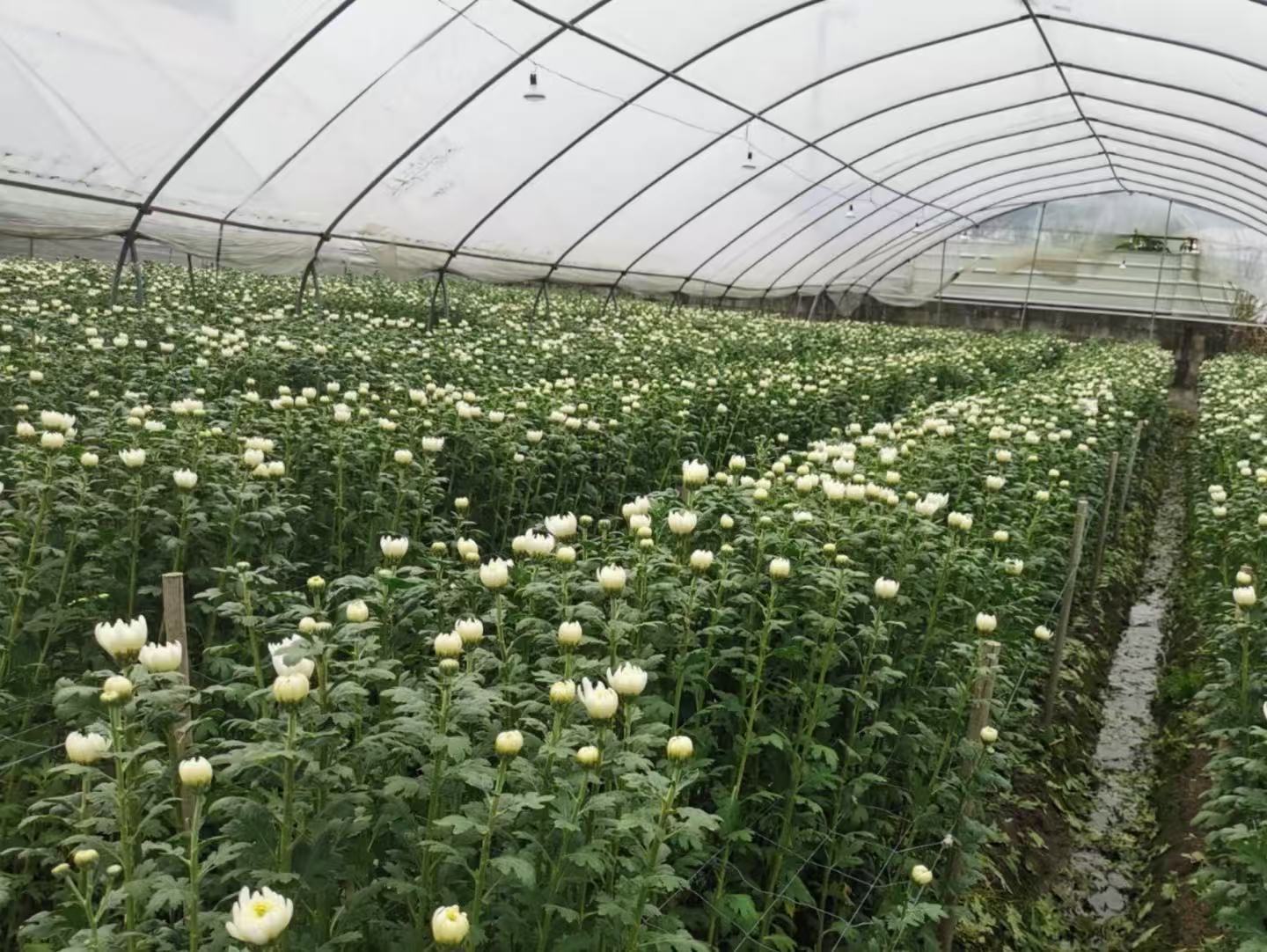 批发新鲜白菊黄菊自家基地种植，现采现发。