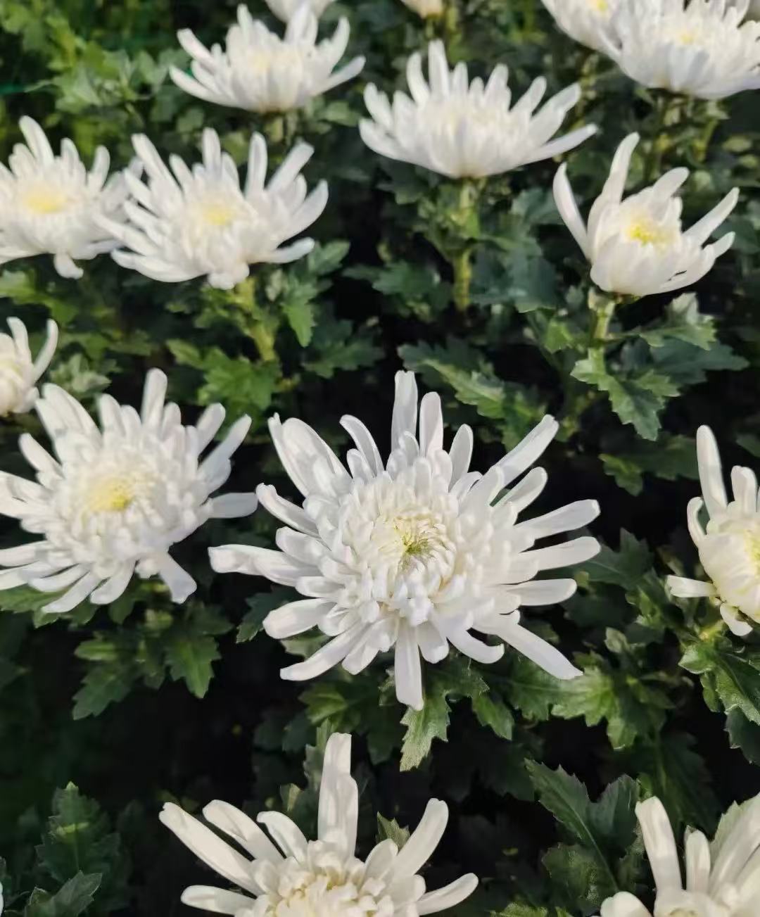 批发新鲜白菊黄菊自家基地种植，现采现发。