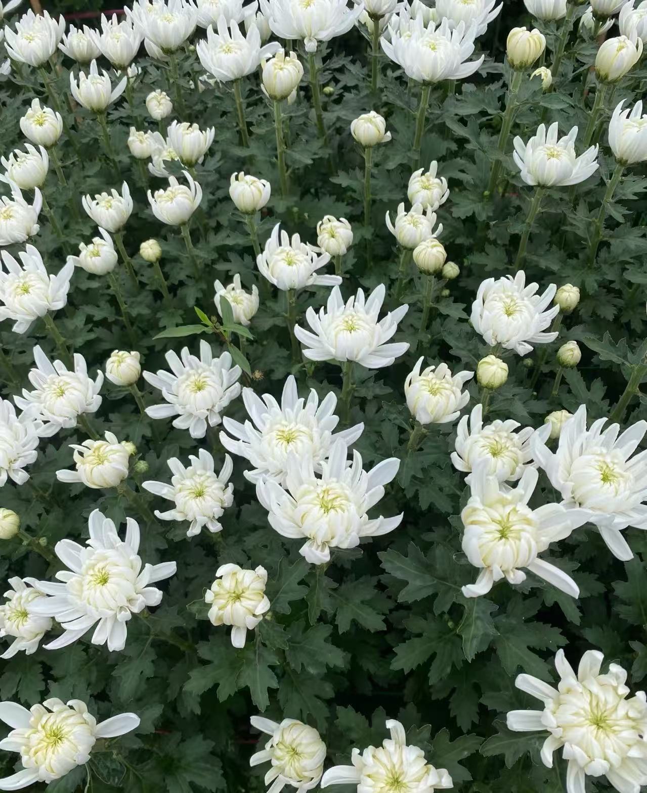 批发新鲜白菊黄菊自家基地种植，现采现发。