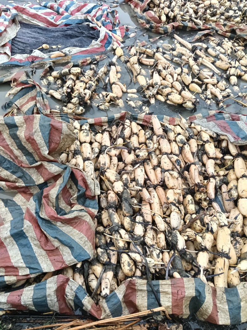 莲藕种产地直销，有粉藕种，有脆藕种，诚信经营