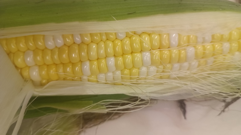 金银叠玉米