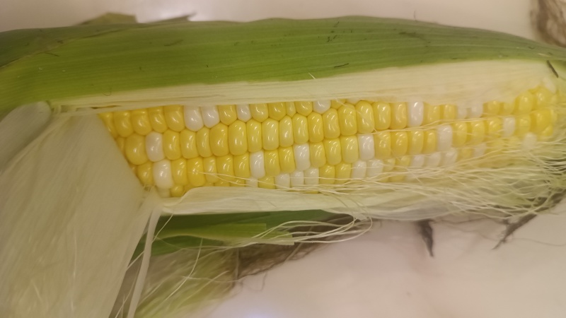 金银叠玉米
