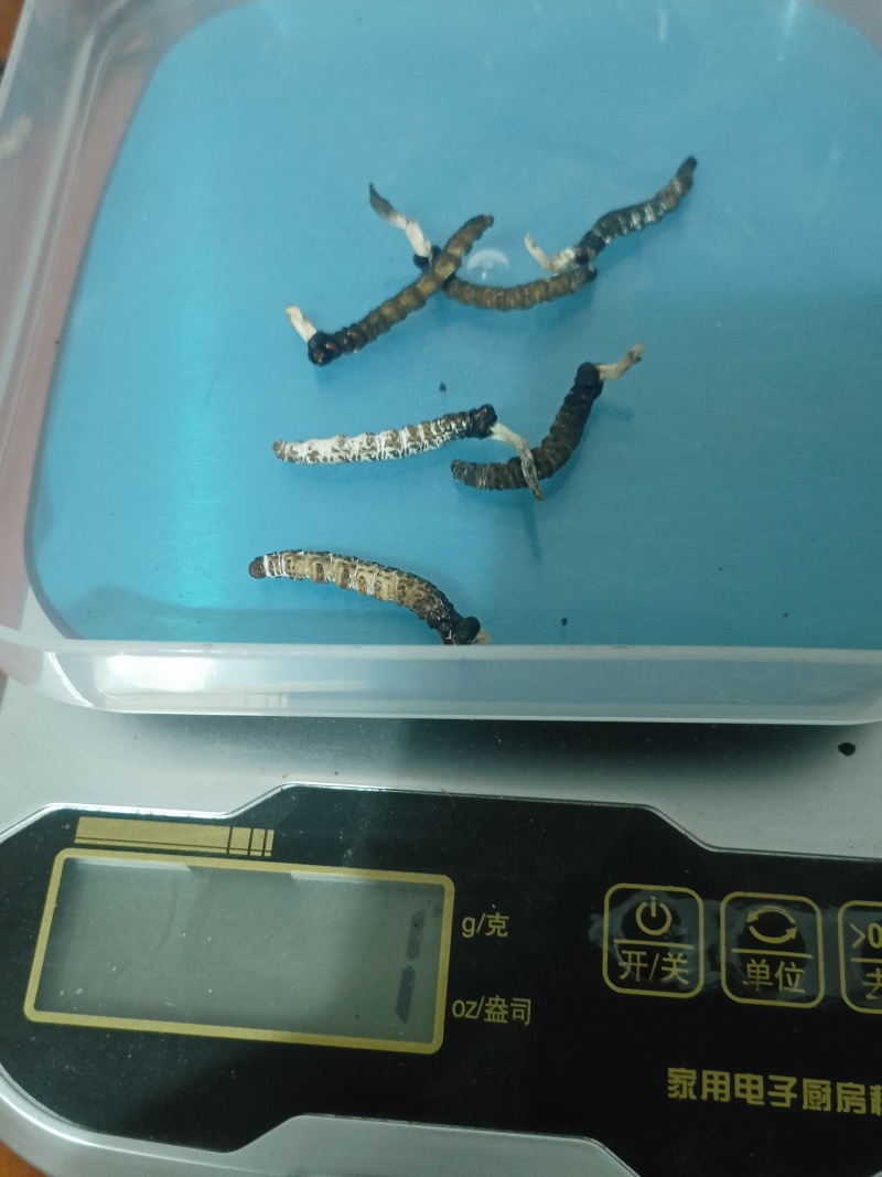 亚香棒虫草自挖自洗干净自然阴干足干