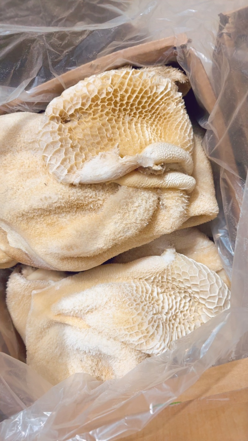 牛肚纯干牛肚带金钱肚出成一斤5-6两左右！