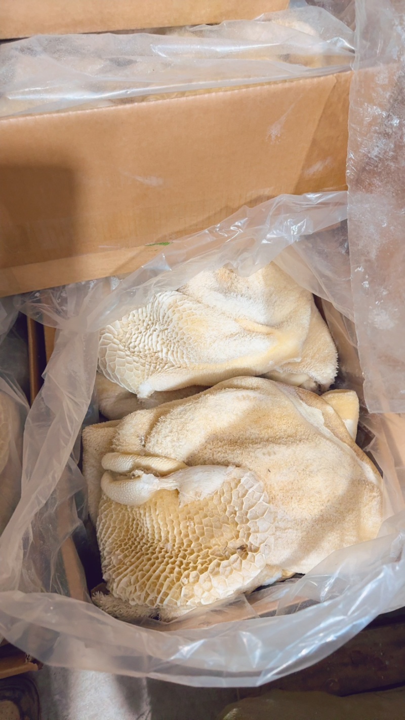 牛肚纯干牛肚带金钱肚出成一斤5-6两左右！