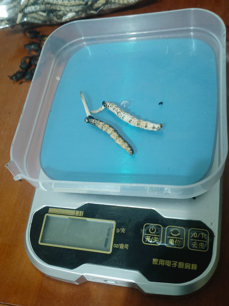 亚香棒虫草自挖自洗干净自然阴干足干
