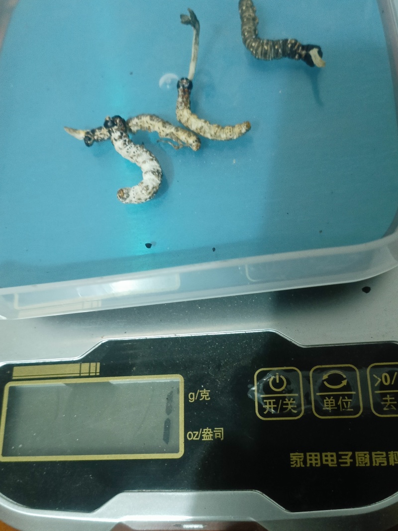 亚香棒虫草自挖自洗干净自然阴干足干