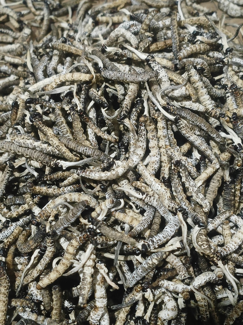 亚香棒虫草自挖自洗干净自然阴干足干