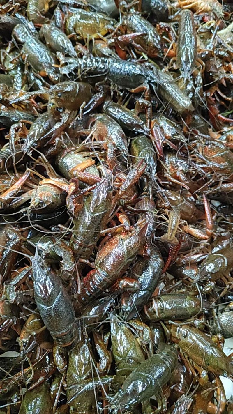 江苏鲜活小龙虾大量上市源头直供清水小中大青虾