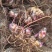 芭蕉芋