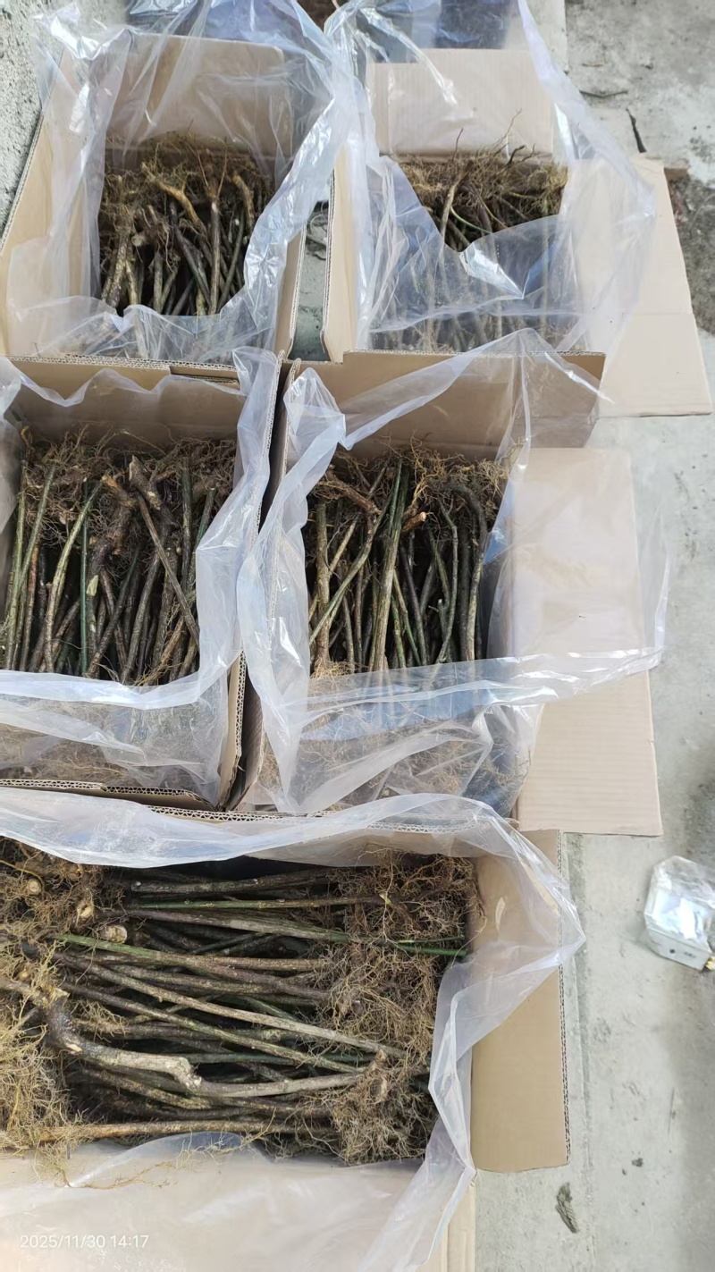 优质鬼箭羽种苗现货批发根系发达耐寒耐旱不挑土地成活率高