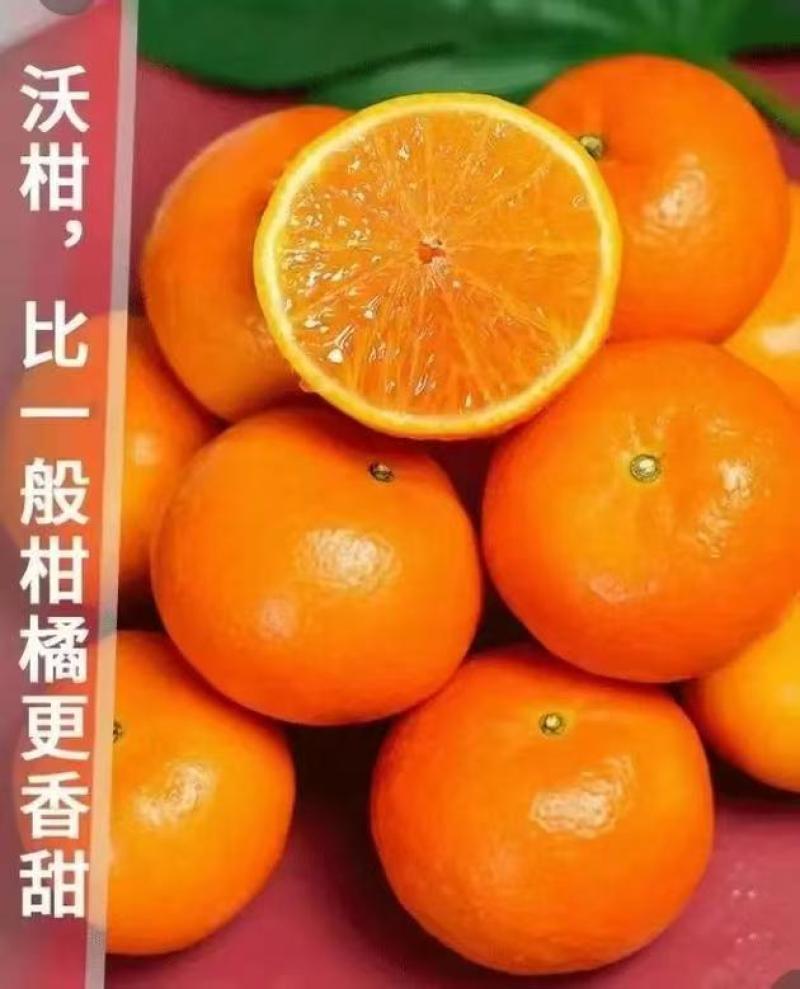 云南宾川沃柑。各规格都有货。大吨位走货，皮薄肉厚汁多味甜