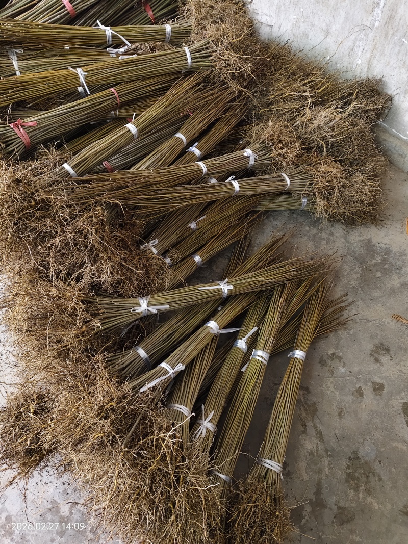 黄柏苗、厚皮川黄柏苗，黄柏树苗（树皮入药）